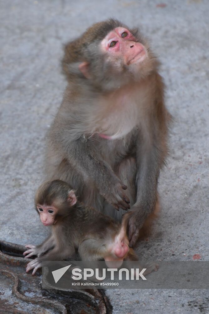 Baby Japanese macaque born in Moscow Zoo
