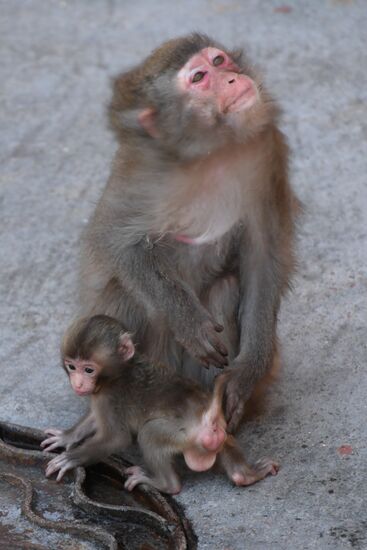 Baby Japanese macaque born in Moscow Zoo