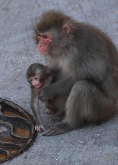 Baby Japanese macaque born in Moscow Zoo