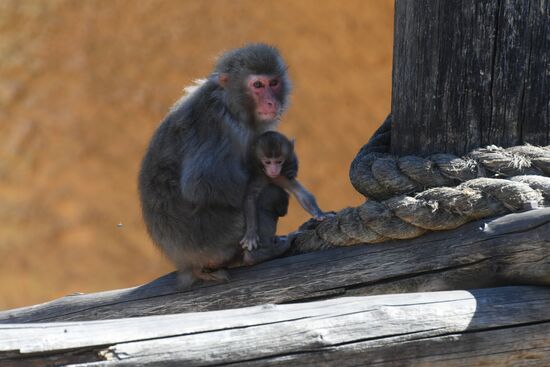 Baby Japanese macaque born in Moscow Zoo