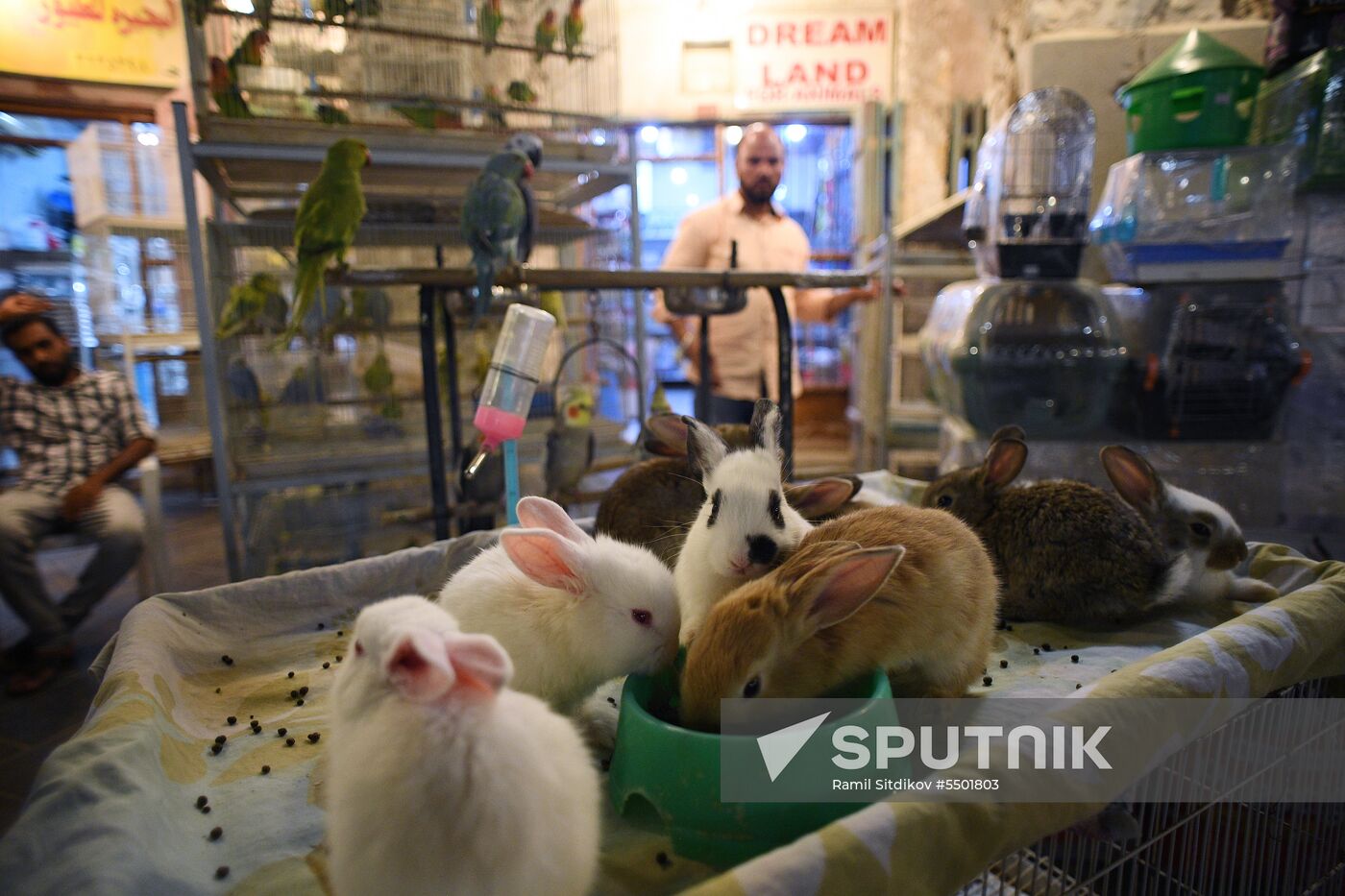 Countries of the world. Qatar