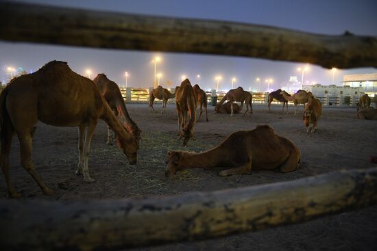 Countries of the world. Qatar