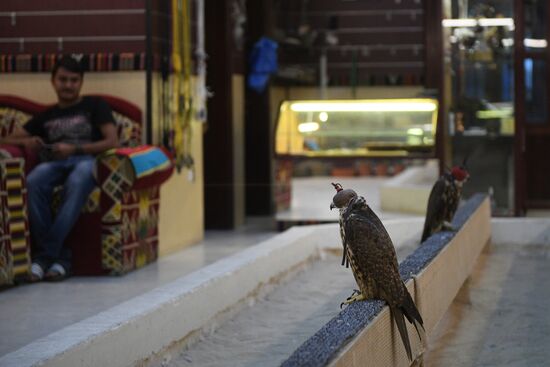 Countries of the world. Qatar