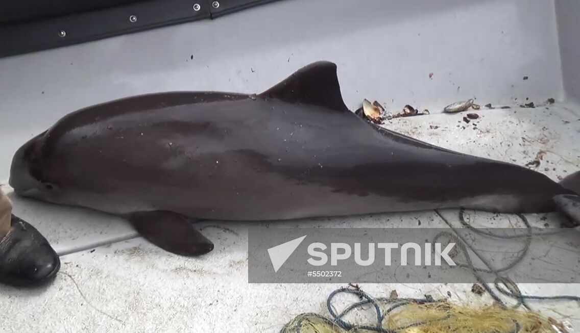 Russian Federal Security Service detains Ukrainian fishing boat YaMK-0041 in Crimea