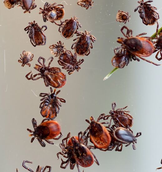 Laboratory of extremely hazardous and feral herd infections in Kaliningrad