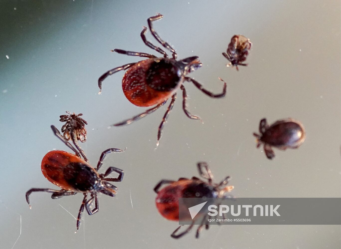 Laboratory of extremely hazardous and feral herd infections in Kaliningrad