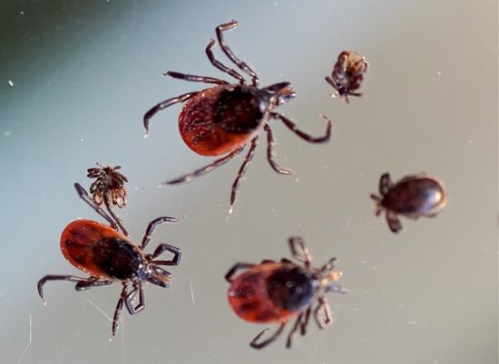 Laboratory of extremely hazardous and feral herd infections in Kaliningrad