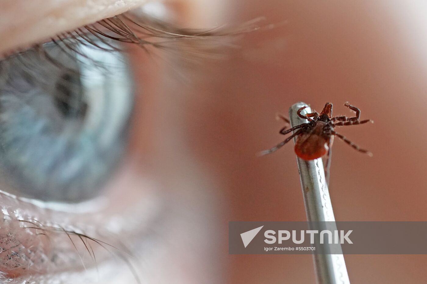 Laboratory of extremely hazardous and feral herd infections in Kaliningrad