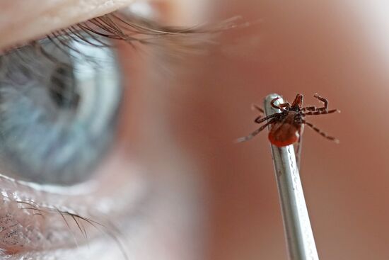 Laboratory of extremely hazardous and feral herd infections in Kaliningrad