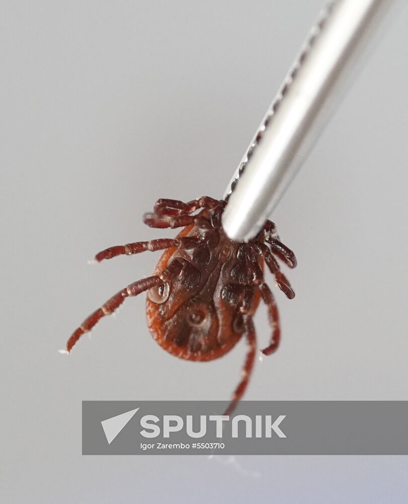 Laboratory of extremely hazardous and feral herd infections in Kaliningrad