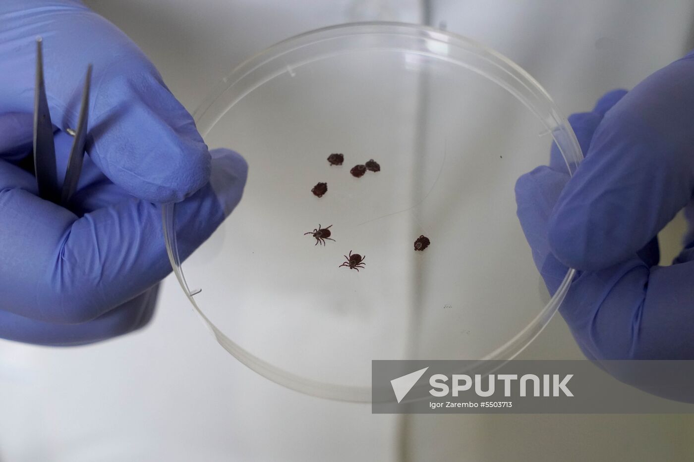 Laboratory of extremely hazardous and feral herd infections in Kaliningrad