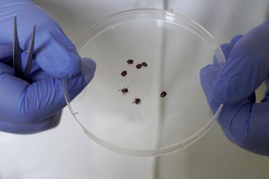 Laboratory of extremely hazardous and feral herd infections in Kaliningrad