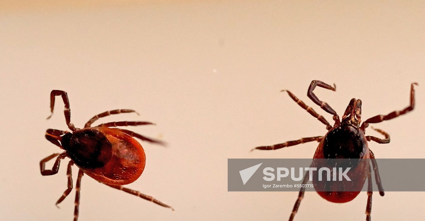 Laboratory of extremely hazardous and feral herd infections in Kaliningrad