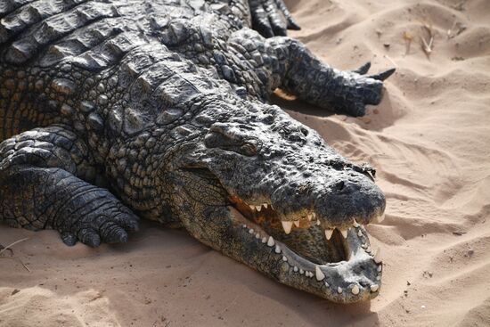 Countries of the world. Tunisia