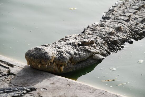 Countries of the world. Tunisia