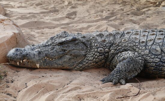 Countries of the world. Tunisia