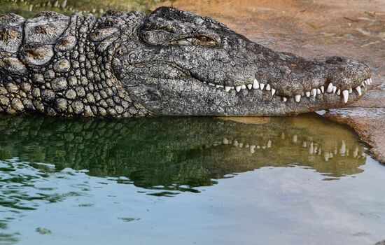 Countries of the world. Tunisia