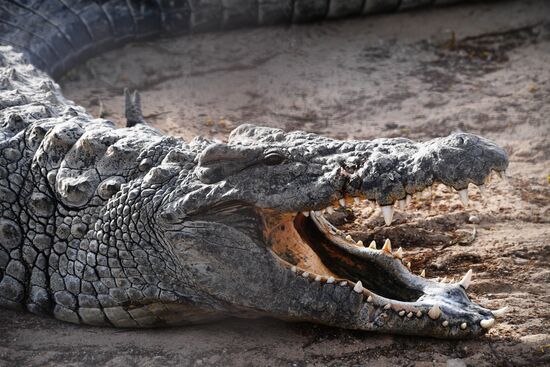 Countries of the world. Tunisia