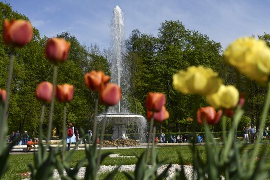 Spring festival of fountains in St. Petersburg