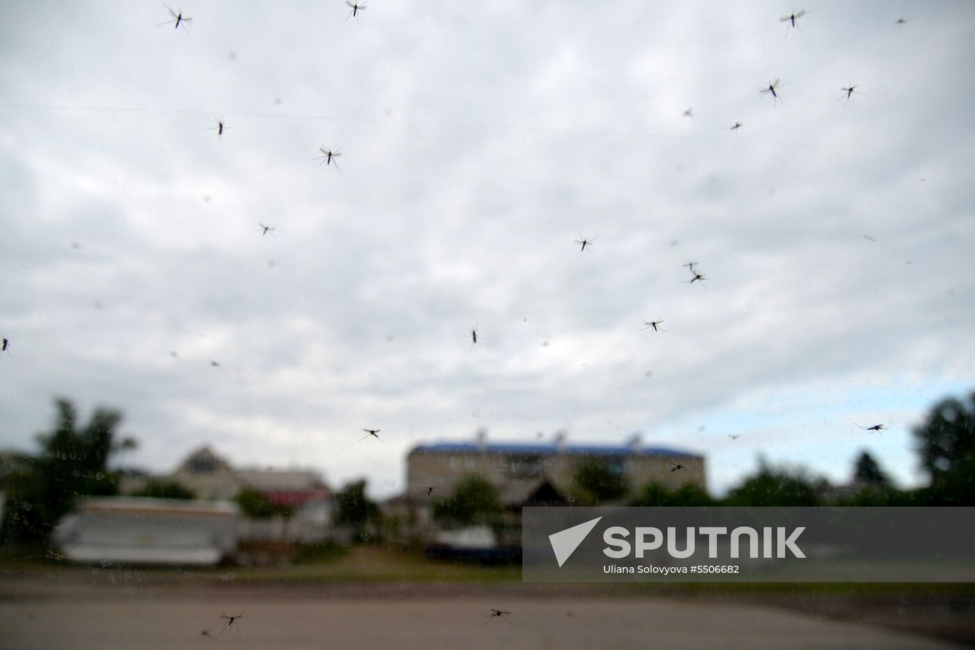 Mosquito invasion in Voronezh Region