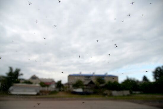 Mosquito invasion in Voronezh Region