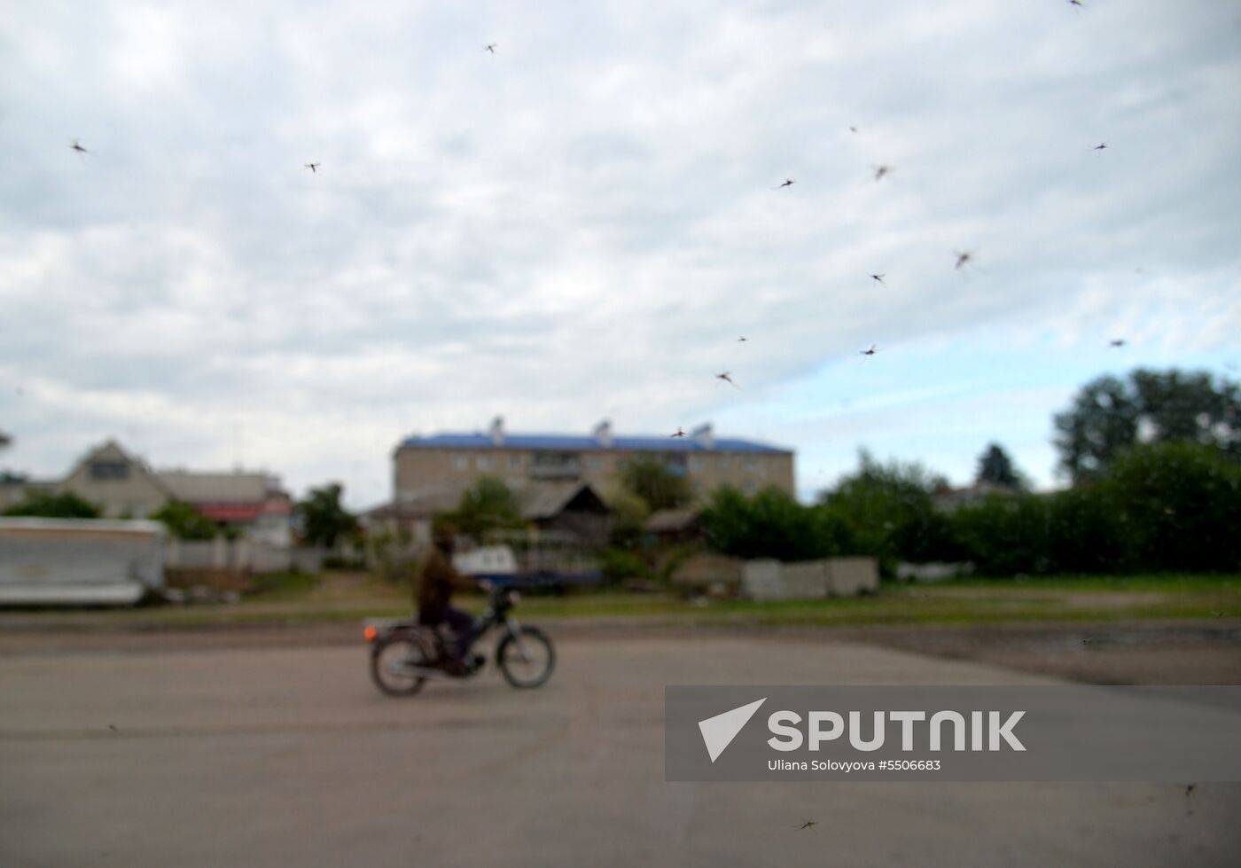 Mosquito invasion in Voronezh Region