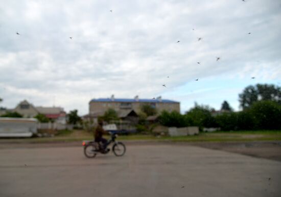 Mosquito invasion in Voronezh Region