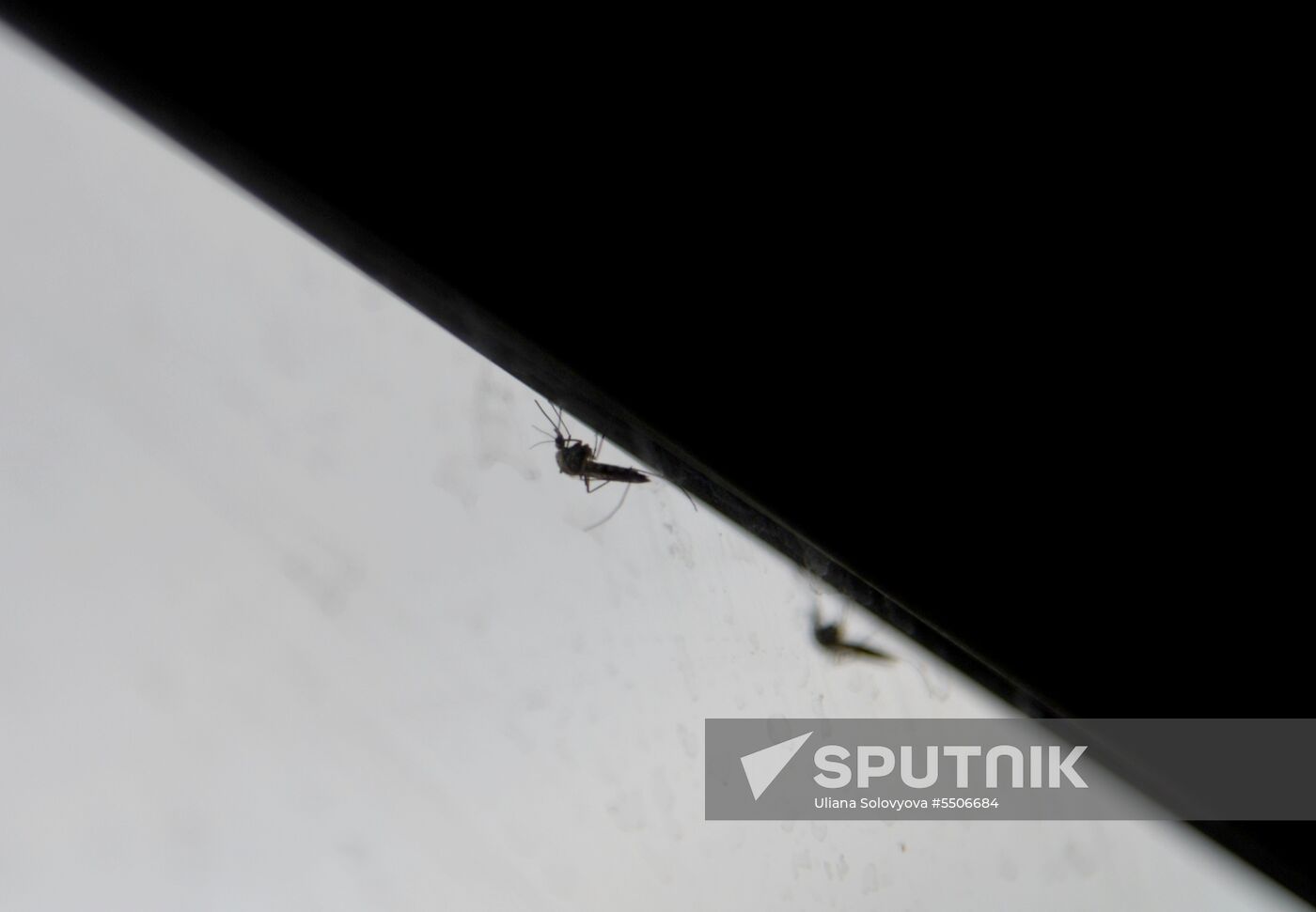 Mosquito invasion in Voronezh Region