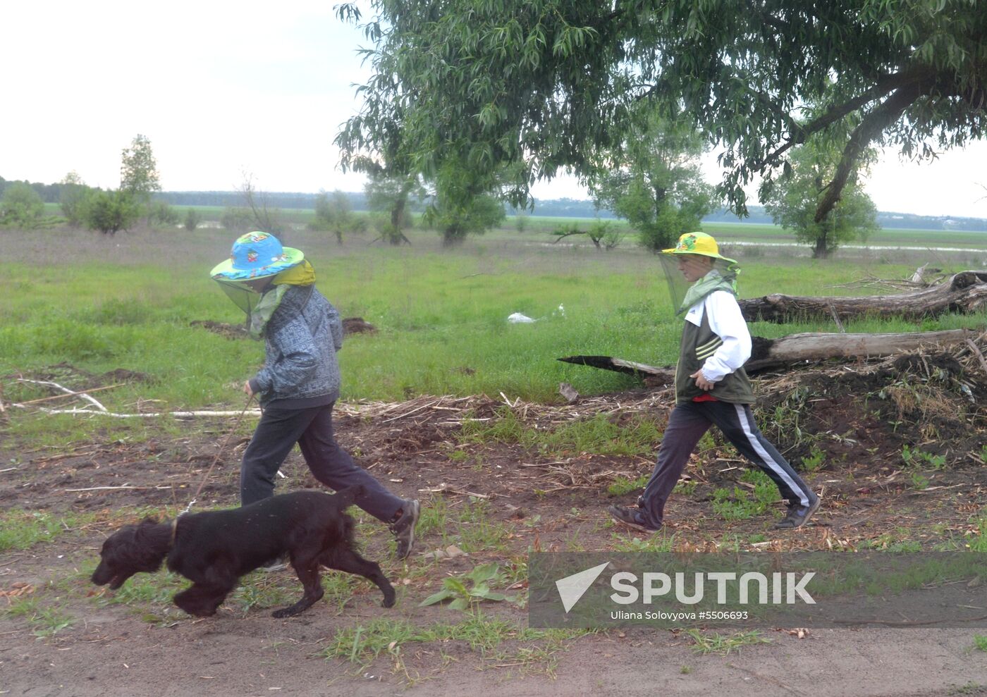 Mosquito invasion in Voronezh Region