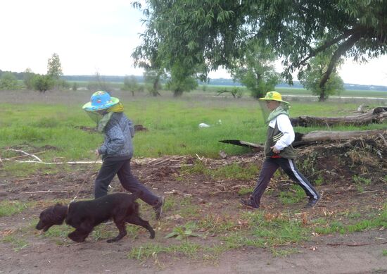 Mosquito invasion in Voronezh Region