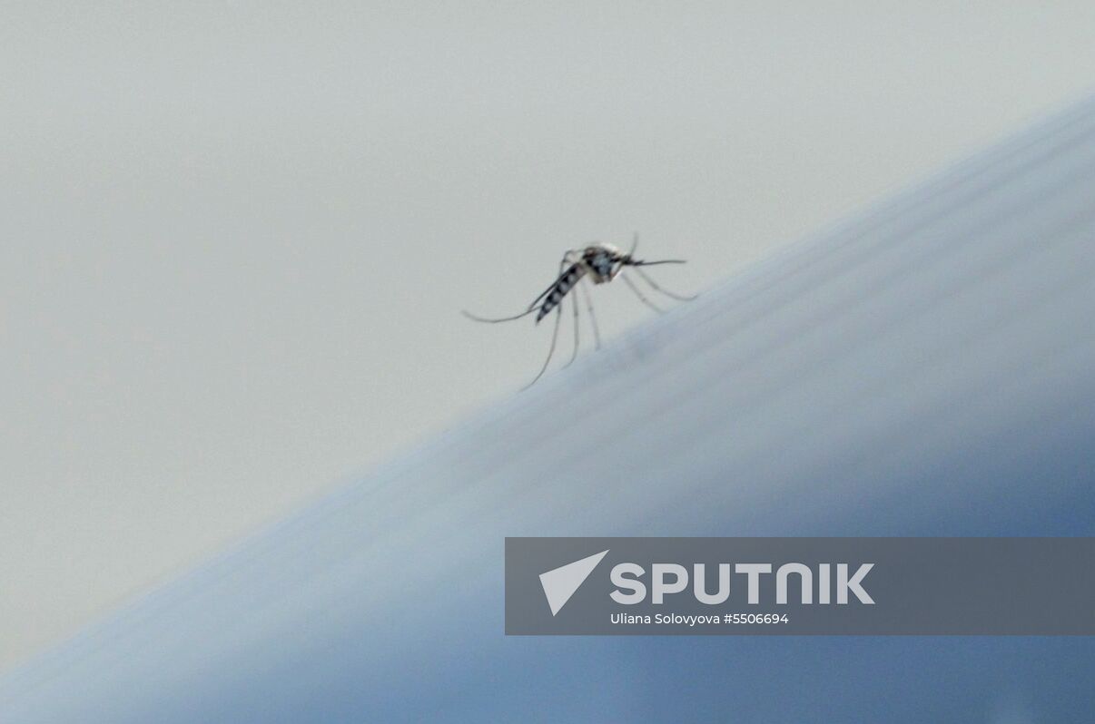 Mosquito invasion in Voronezh Region