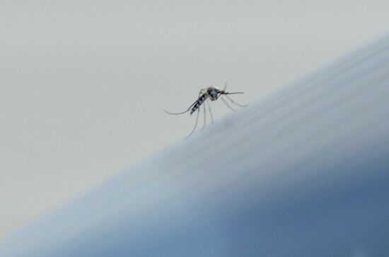 Mosquito invasion in Voronezh Region