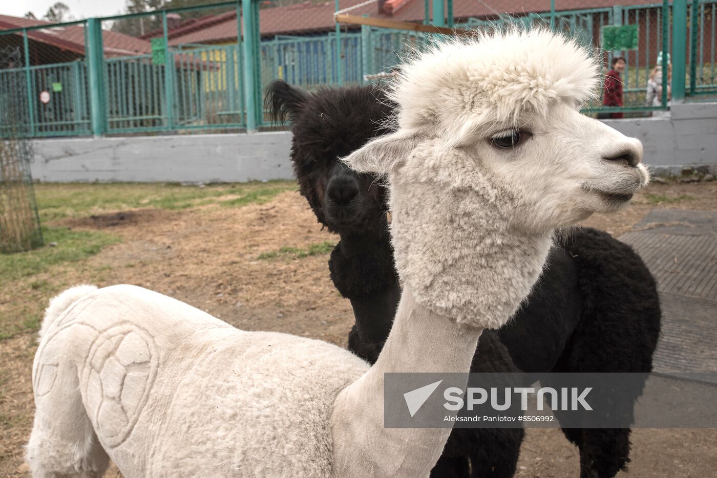 Design shaved into alpaca's fur for 2018 Word Cup at Krasnoyarsk zoo