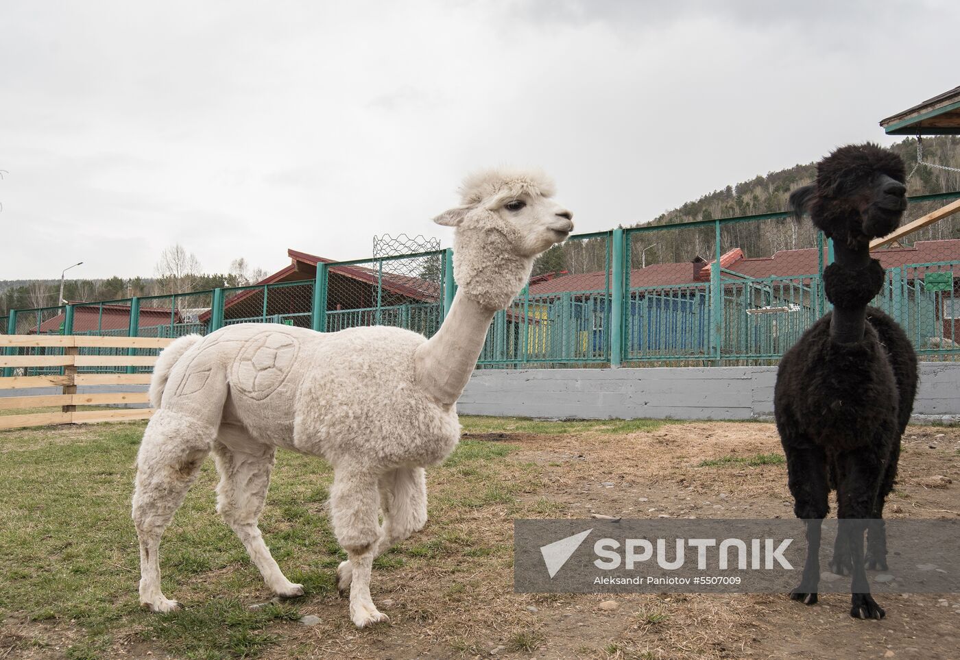 Design shaved into alpaca's fur for 2018 Word Cup at Krasnoyarsk zoo