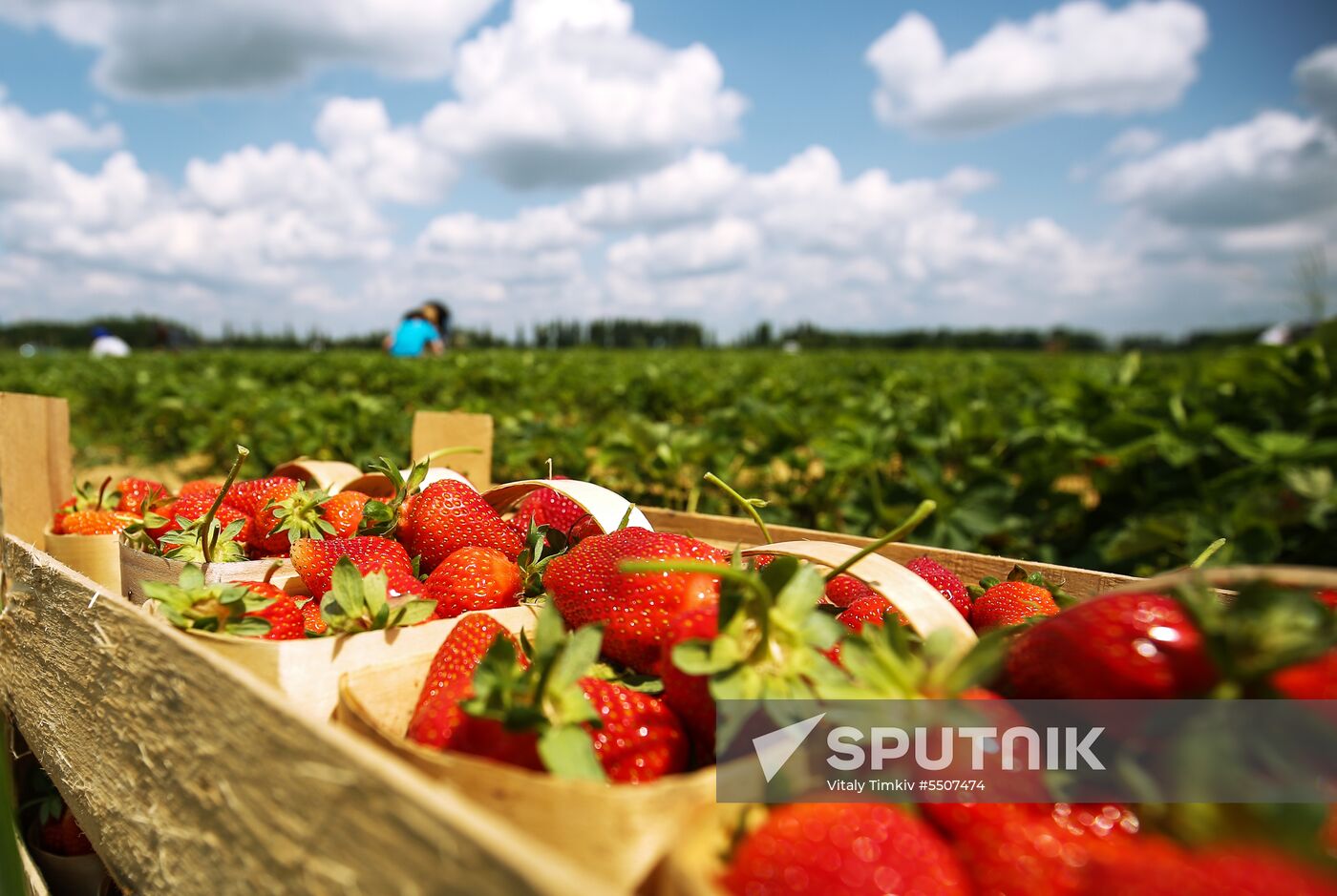 Strawberries harvested in Krasnodar Territory