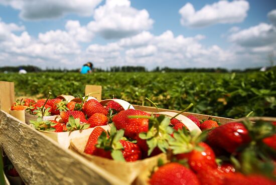 Strawberries harvested in Krasnodar Territory