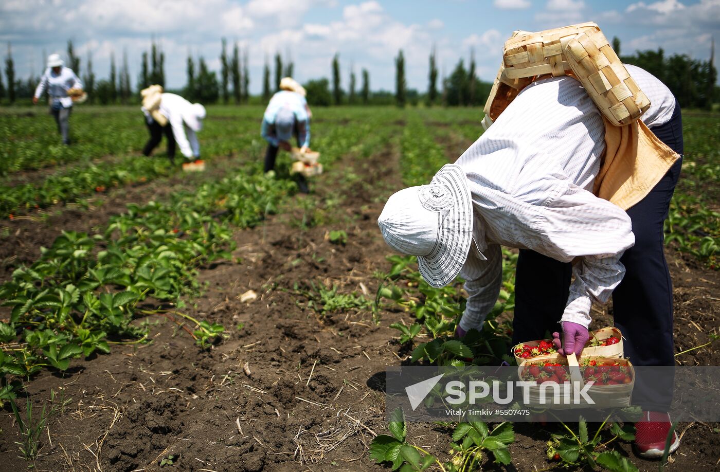 Strawberries harvested in Krasnodar Territory