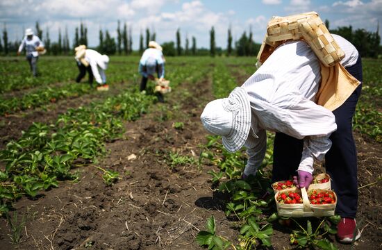 Strawberries harvested in Krasnodar Territory