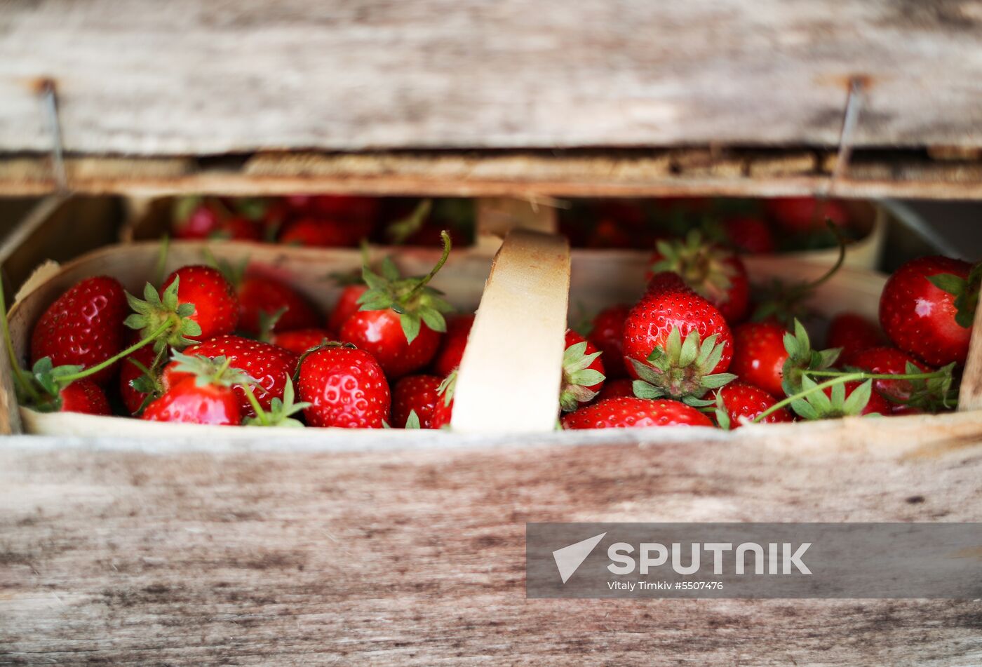 Strawberries harvested in Krasnodar Territory