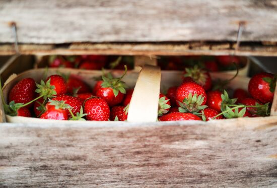 Strawberries harvested in Krasnodar Territory