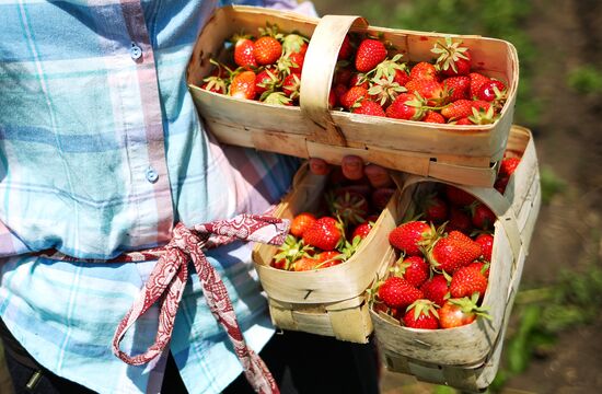 Strawberries harvested in Krasnodar Territory
