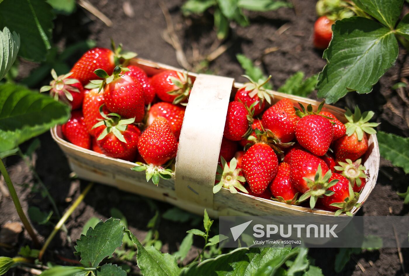 Strawberries harvested in Krasnodar Territory