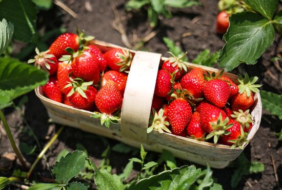 Strawberries harvested in Krasnodar Territory