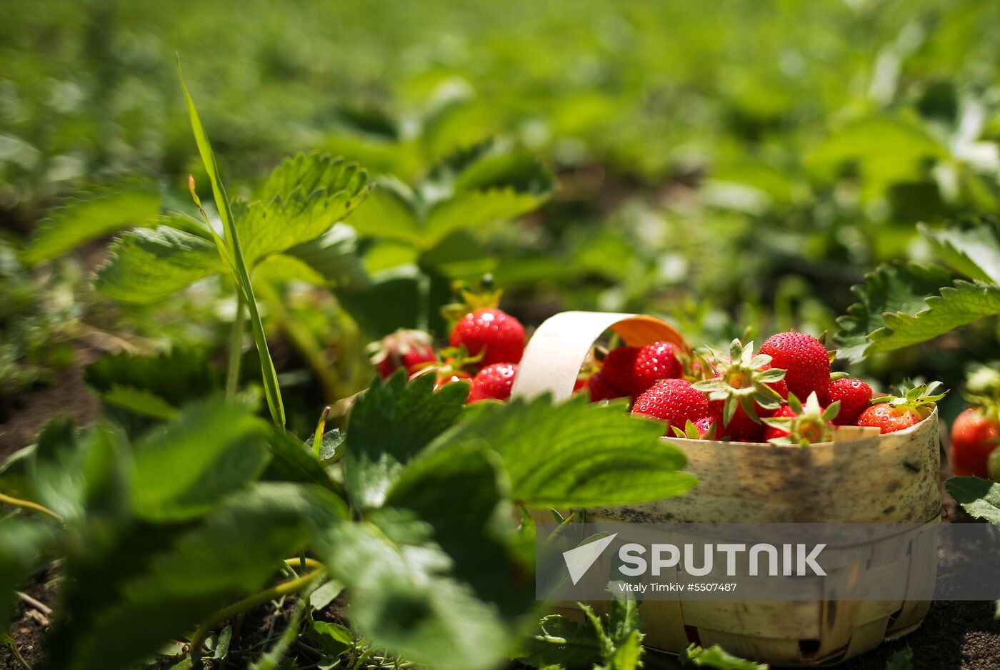 Strawberries harvested in Krasnodar Territory
