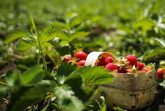 Strawberries harvested in Krasnodar Territory