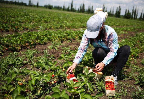Strawberries harvested in Krasnodar Territory