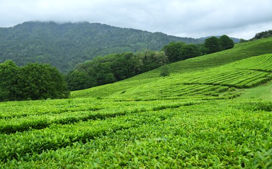 Matsesta tea plantation