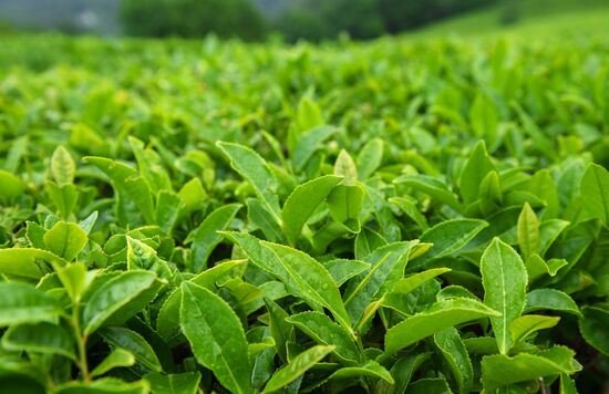 Matsesta tea plantation