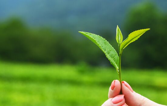 Matsesta tea plantation