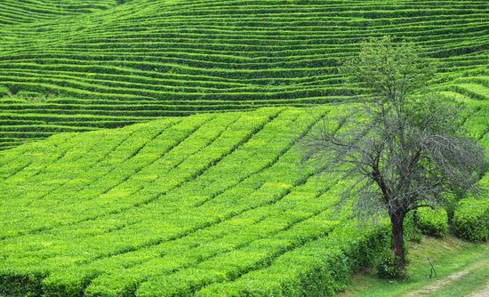 Matsesta tea plantation